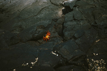 Red crab in Galapagos island 