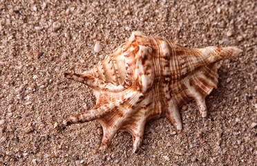 Fototapeta na wymiar Single shell washed up on the beach of Orpheus Island