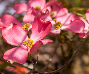 Naklejka na ściany i meble Flowering pink dogwoods trees on a sunny spring day with a blurred background in Pittsburgh, Pennsylvania, USA