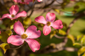Fototapeta na wymiar Flowering pink dogwoods trees on a sunny spring day with a blurred background in Pittsburgh, Pennsylvania, USA