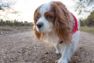 cavalier king charles spaniel