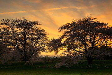 Naklejka premium 夕焼けと桜