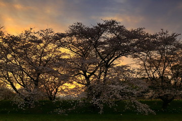 Naklejka premium 夕焼けと桜