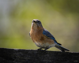 Eastern parent bluebirds working around the nest box