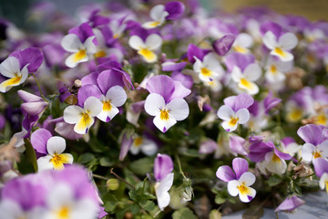 purple and white flowers