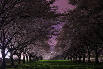 Obraz premium 満開の夜桜