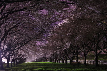 満開の夜桜