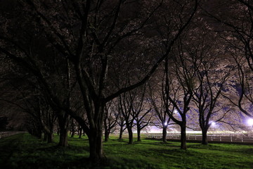 Fototapeta na wymiar 満開の夜桜