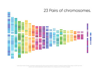 Chromosomes pairs. Structure of DNA genome sequence map. 23 human pairs of chromosomes vector illustration. Biochemistry and biotechnology industry. Genetic sequencing abstract data visualization