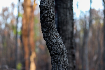 Burnt trees