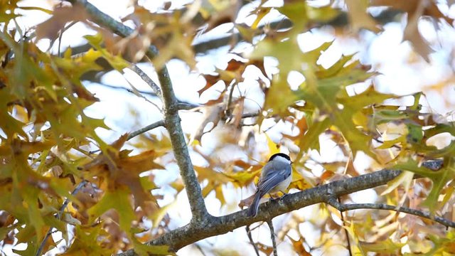 One black-capped chickadee bird closeup perched on tree branch in Virginia with wind on autumn foliage leaves oak tree 