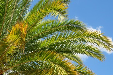 Palm tree branches on blue sky background in Florida nature