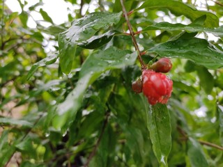 anaar ke podhe ka picture.