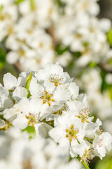 Blooming pear tree