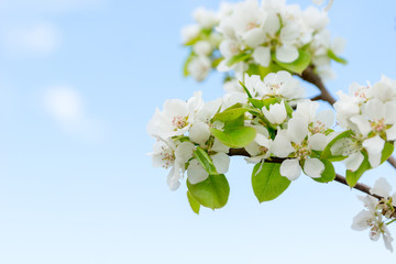 Blooming pear tree