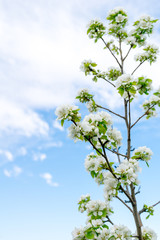 Fototapeta premium Blooming pear tree