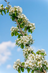 Blooming pear tree