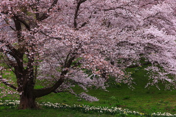 Fototapeta premium 岩手県奥州市 満開の桜