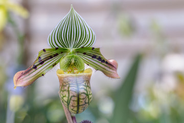 Orchid flower in orchid garden at winter or spring day for beauty and agriculture design. Paphiopedilum Orchidaceae. or Lady's Slipper.
