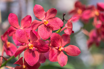 Orchid flower in orchid garden at winter or spring day for beauty and agriculture design. Mokara Orchidaceae.