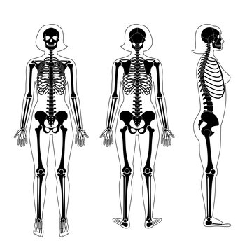 Woman skeleton anatomy