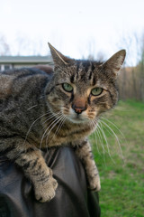 Fototapeta premium cat in the garden