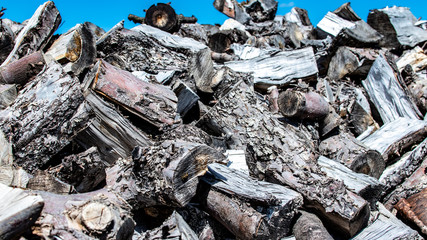 Ścięte drzewa  © michal