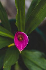 Purple flower in garden