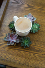 succulent plants around a mug cup of coffee in wood table