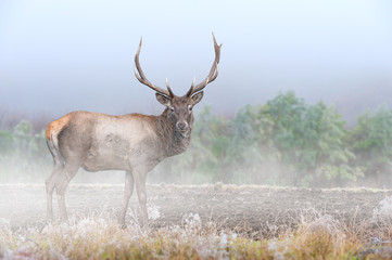 Powerful adult Deer in majestic forest with fog. Wildlife scene from nature, Europe
