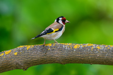 European Goldfinch, Carduelis carduelis, sitting on branch. Male of colorful songbird in park