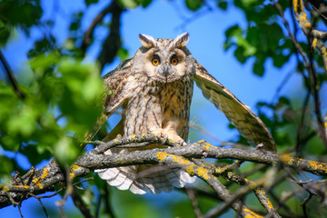 Long-eared owl owl in the wood, sitting on tree trunk in the forest habitat
