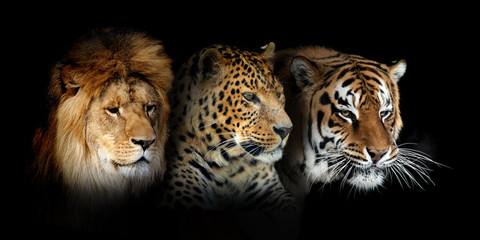 Fototapety  Three big wild cats portrait (leopard, tiger, lion) on black background