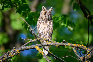 Long-eared owl owl in the wood, sitting on tree trunk in the forest habitat