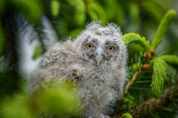 Baby Long-eared owl owl in the wood, sitting on tree trunk in the forest habitat