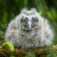 Baby Long-eared owl owl in the wood, sitting on tree trunk in the forest habitat