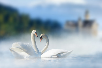 Couple of white swans in lake on castle and mountain background