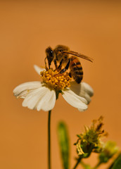 bee on a flower