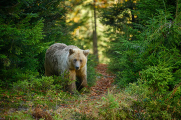 Big brown bear in the forest. Dangerous animal in natural habitat. Wildlife scene