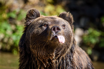 Close-up funny brown bear portrait with outstretched tongue. Danger animal in nature habitat © byrdyak