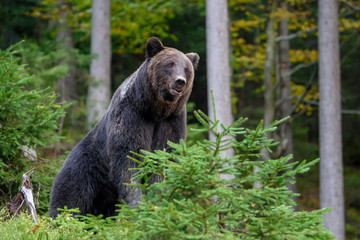 Fototapeta premium Big brown bear in the forest. Dangerous animal in natural habitat. Wildlife scene