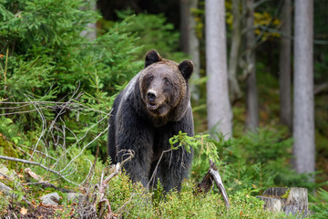 Big brown bear in the forest. Dangerous animal in natural habitat. Wildlife scene