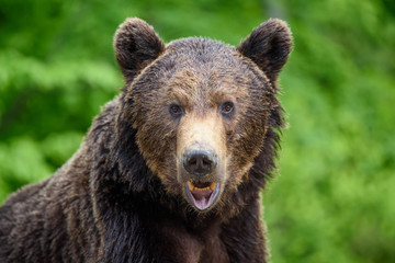 Obraz premium Close-up sleep brown bear portrait. Danger animal in nature habitat