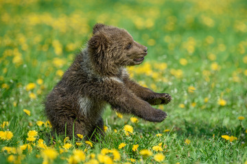 Obraz premium Bear cub in spring grass. Dangerous small animal in nature meadow with yellow flowers.