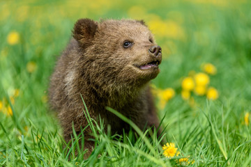 Fototapeta premium Bear cub in spring grass. Dangerous small animal in nature meadow with yellow flowers.