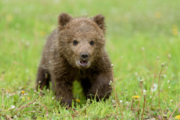 Bear cub in spring grass. Dangerous small animal in nature meadow habitat