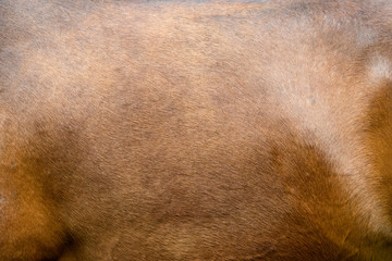Fototapeta premium Close-up of textured pelt from a brown horse