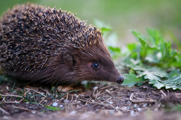 Hedgehog in green grass. Wildlife scene from nature