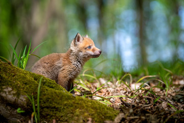 Naklejka premium Red fox, vulpes vulpes, small young cub in forest
