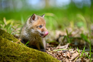 Red fox, vulpes vulpes, small young cub in forest